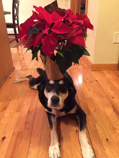 Poinsettia Dog