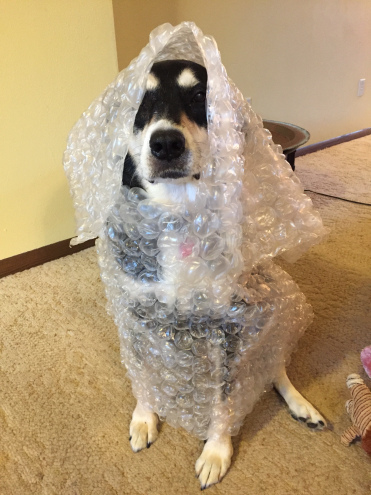 Bubble Wrap Dog