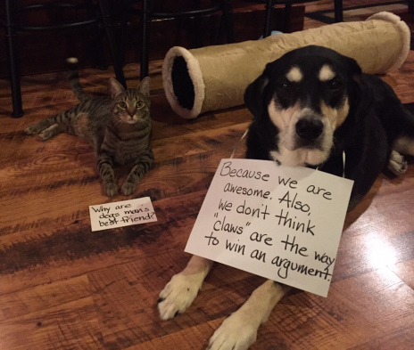 Dog Answers Cats Question