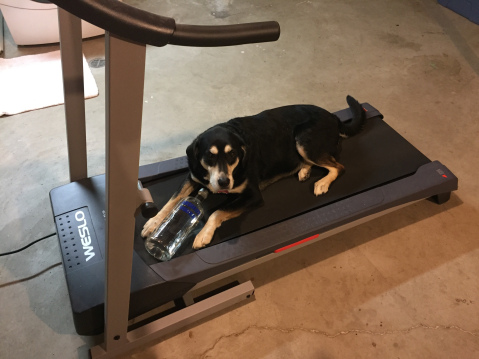 Drunk and Exercising Dog