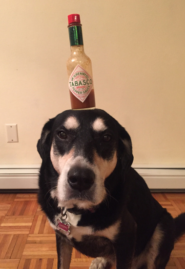Hot and Spicy Tabasco Dog