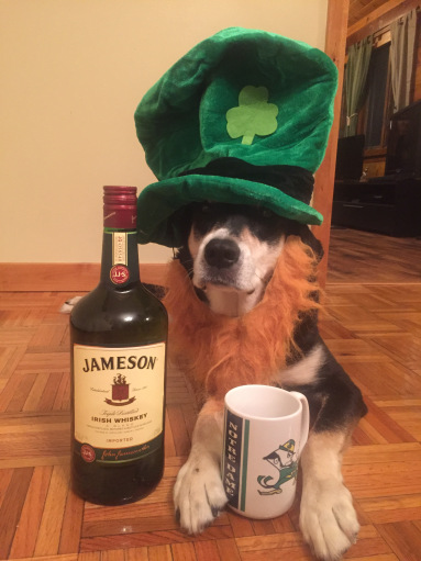 Irish Coffee Dog