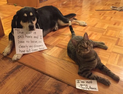 Make Your Dog Dreams Come True