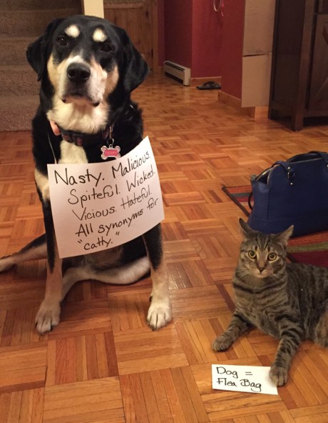 Thesaurus Cat and Dog