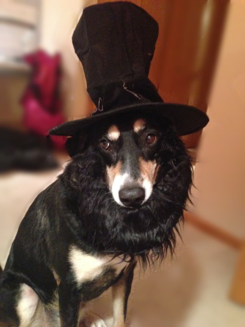 Abraham Lincoln Dog