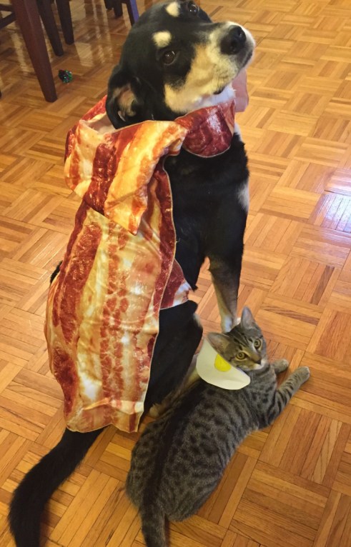 Bacon and Egg Cat and Dog