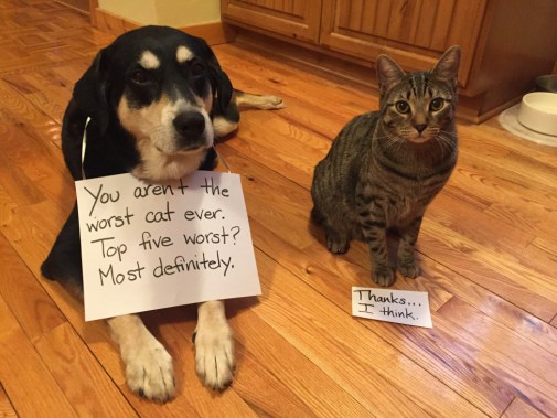 Compliment Cat and Dog