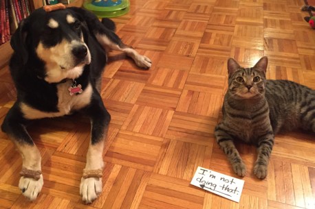 Dog Biscuit Dog and Cat