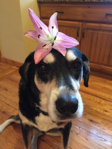 Flower Dog