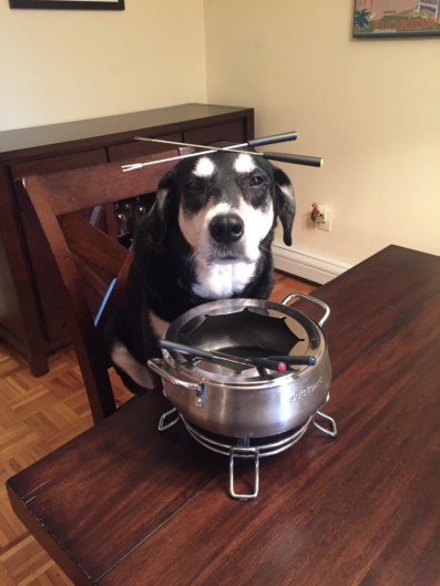 Fondue Dog