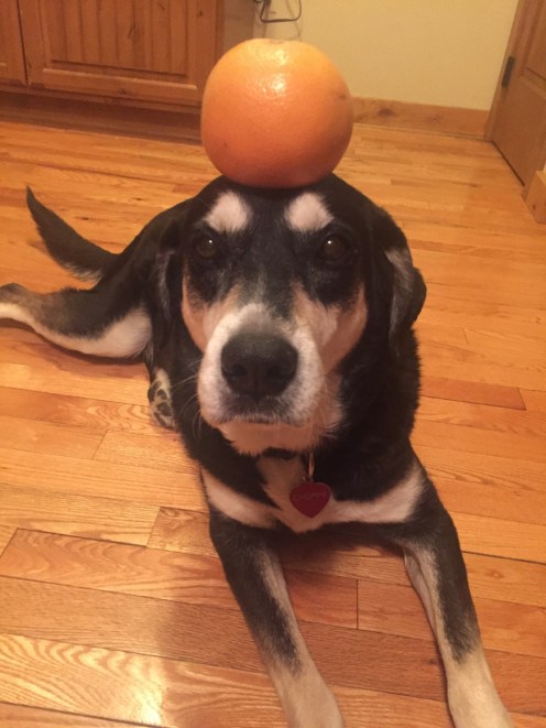 Grapefruit Dog