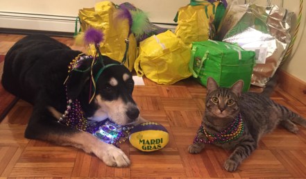 Mardi Gras Dog and Cat