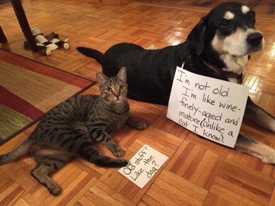 Old Stuff Cat and Dog