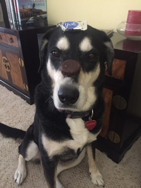 Peppermint Patty Dog