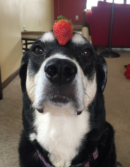Strawberry Dog