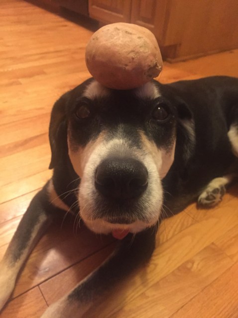 Sweet Potato Dog