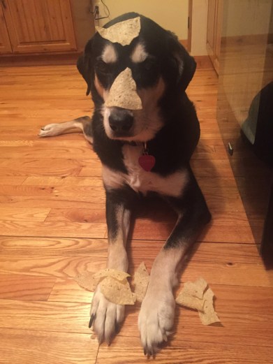 Tortilla Chip Dog