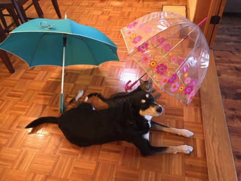 Umbrella Dog and Cat