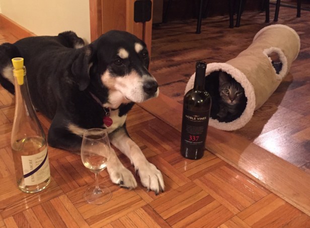 Wine Dog and Cat