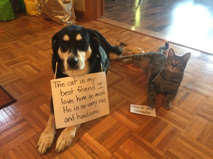 April Fool Dog and Cat