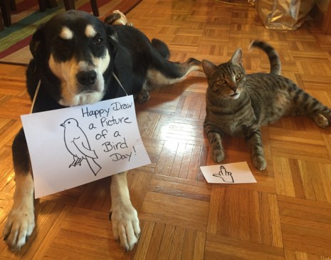 Bird Picture Dog and Cat