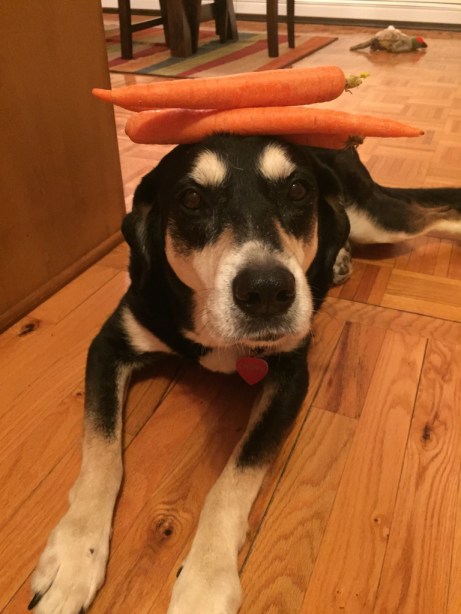 Carrot Dog