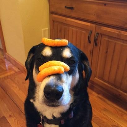 Cheese Doodle Dog