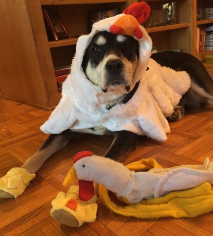 Chicken Dog