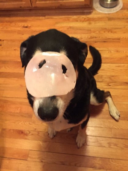 Cold Cuts Dog