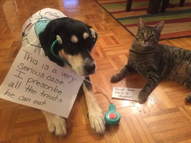 Doctor Dog and Cat
