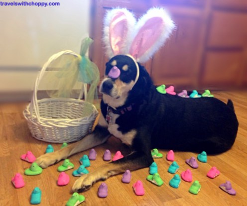 Easter Peeps Dog