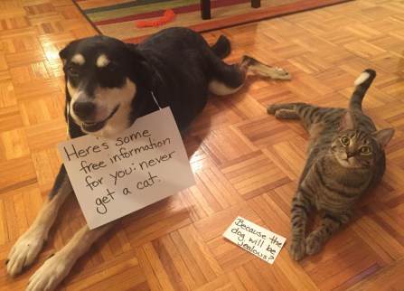 FOIA Dog and Cat