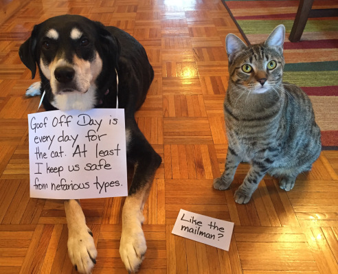 Goof Off Day Dog and Cat