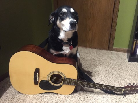 Guitar Dog