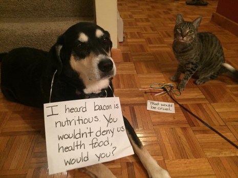 Nutrition Dog and Cat