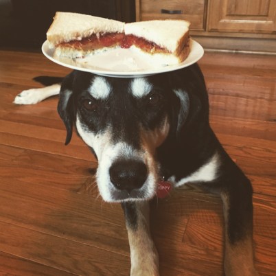 Peanut Butter and Jelly Dog