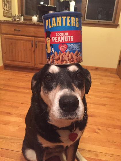 Peanut Dog