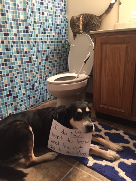 Plumbing Cat and Dog