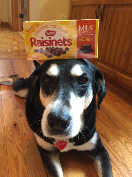 Raisinets Dog