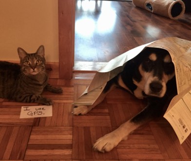 Roadmap Dog and Cat