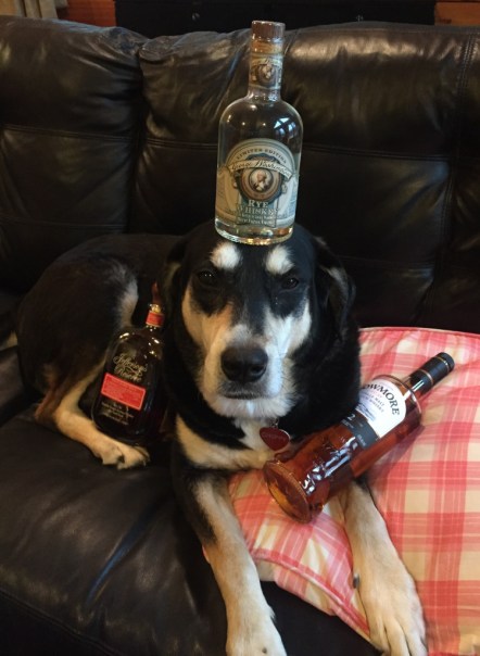 Whisky Dog