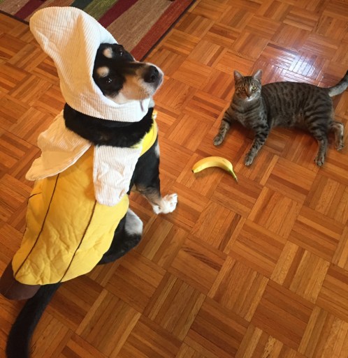 Banana Dog and Cat