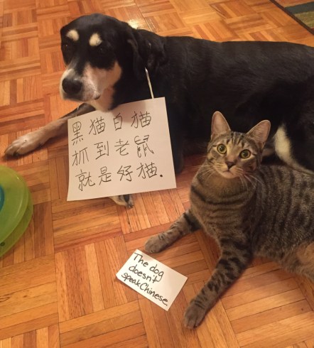 Chinese Dog and Cat