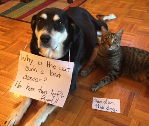 Dance Day Dog and Cat