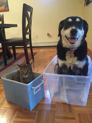Get Organized Dog and Cat