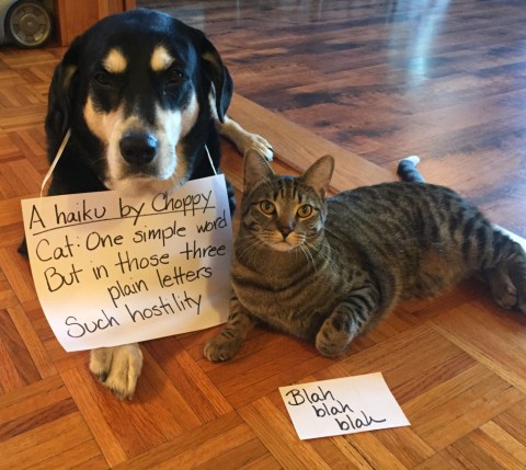 Haiku Blah Blah Blah Dog and Cat