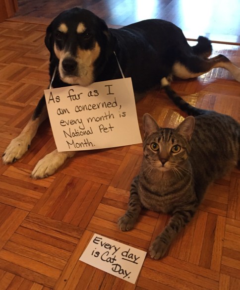 Pet Month Dog and Cat