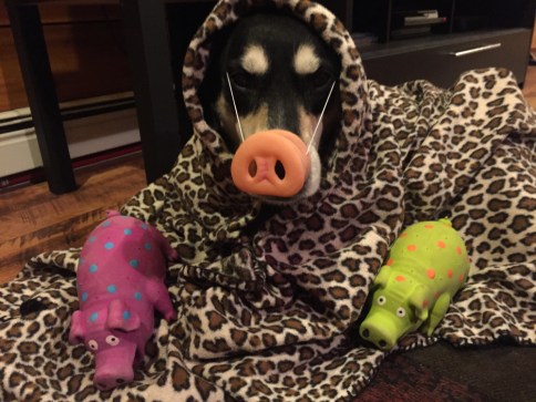 Pig in a Blanket Dog