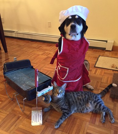 Barbecue BBQ Dog and Cat