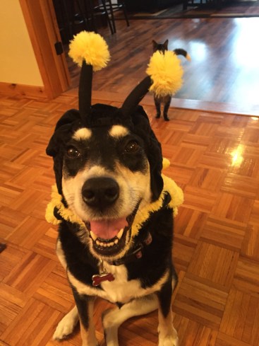 Bee Day Dog